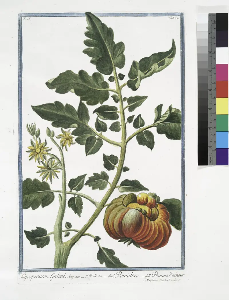Botanical plate of a tomato plant with flowers and a ribbed fruit