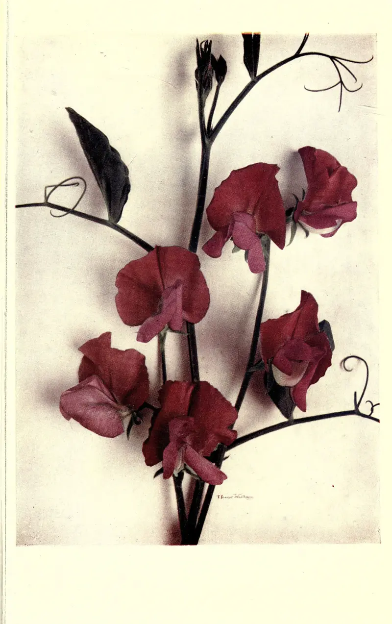 Hand-coloured plate of crimson sweet pea flowers
